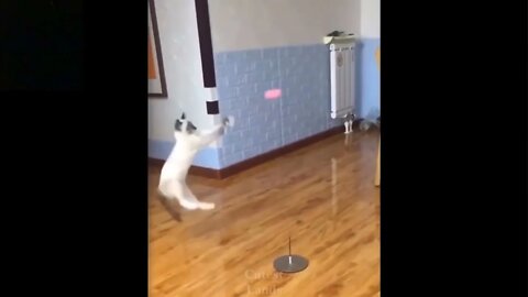 Funny Cat Video | Cat playing with Toy Ball | For Kids.