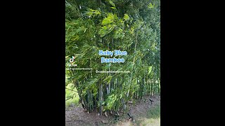 Baby Blue Bamboo - Barbelatta - Ocoee Bamboo Farm 407-777-4807