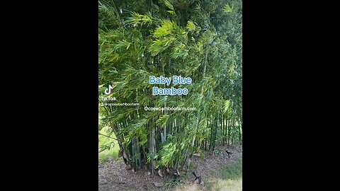 Baby Blue Bamboo - Barbelatta - Ocoee Bamboo Farm 407-777-4807