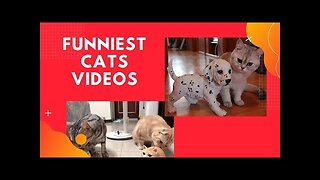 Funniest cat video