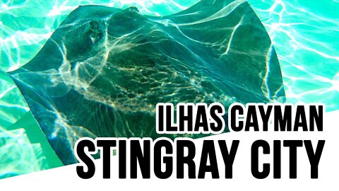 Stingray City - Ilhas Cayman - Viajando com a Cintia