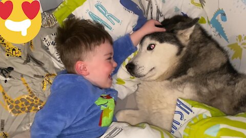 Husky Stops Baby Crying At Bedtime With Best Surprise!