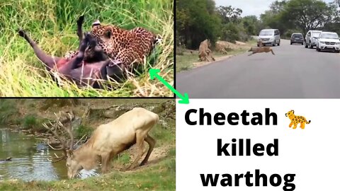 cheetah attack to Warthog and killed brutally ||2022||