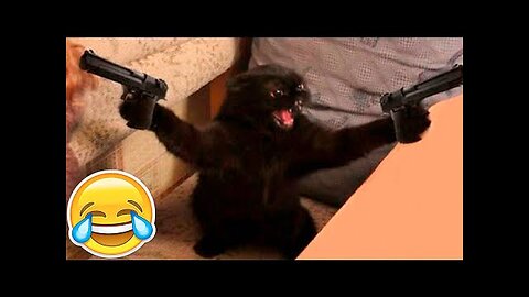 New Funny Animals and Dogs Videos Funniest Cats 😂😼