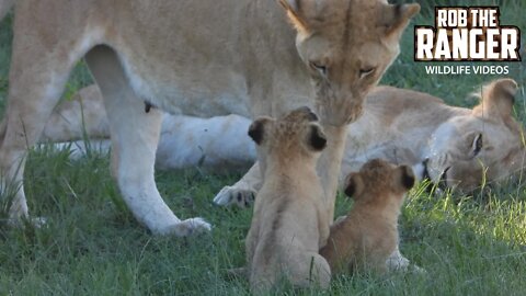 Lion Pride With Playful Little Cubs | Maasai Mara Safari | Zebra Plains