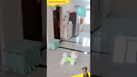 🥰 Cute Lovely Dog Playing 🎈 || #Shorts