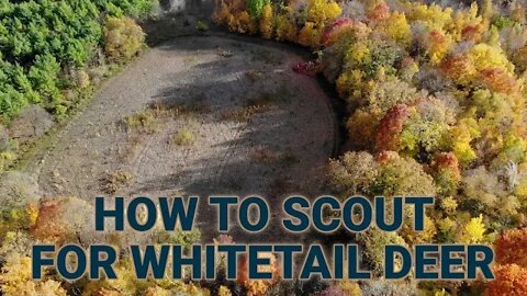 How to Scout for Deer on Public and Private Land