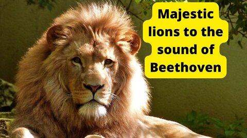 Majestic lions to the sound of Beethoven