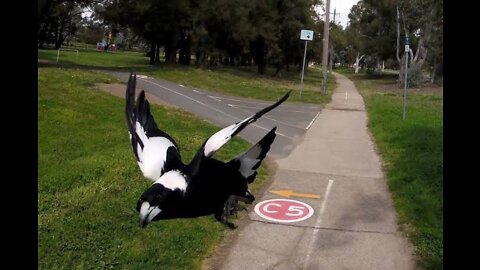 Hand feeding swooping magpies 😂