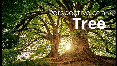 A Tree's Perspective on Deforestation - Listen to Their Voice