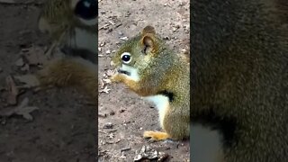 Close up of a Squirrel