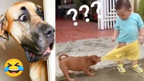 Funny Animal : Dogs and Cats Top Funniest Moments 2023 | Lively Funny Animal