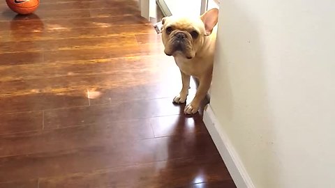 French Bulldog Cannot Hide Guilt After Chewing On Pen