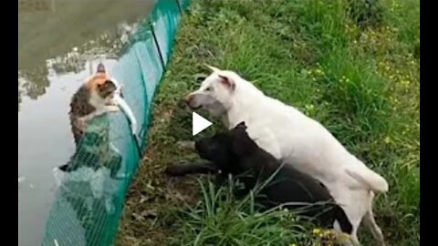 Dog and Cat fighting