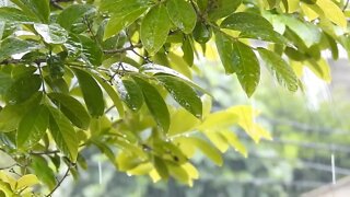 08 HORAS AO SOM DE CHUVA E TEMPESTADE RELAXANTE PARA DORMIR, DESCANSAR - RELAXE E DURMA