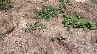 First Time Pruning Tomatoes!