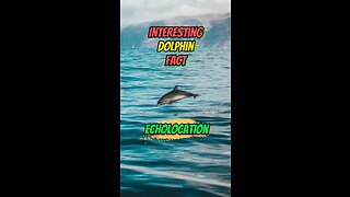 Interesting Dolphin Fact | Echolocation