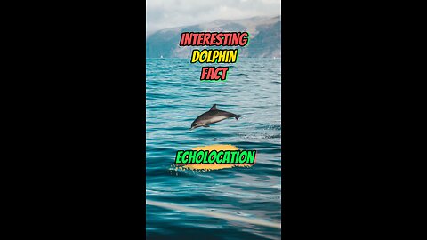 Interesting Dolphin Fact | Echolocation