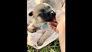 Precious, 2 1/2 week old Malinois puppies go outside for the first time.