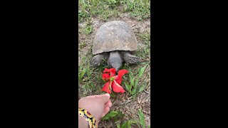 Turtle Eating a Hibiscus