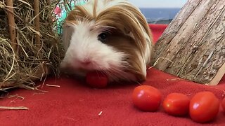 Guinea pigs love tomatoes 🍅