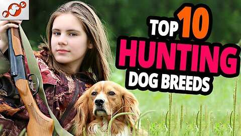 🐕 Hunting Dogs – TOP 10 Best Hunting Dog Breeds In The World!