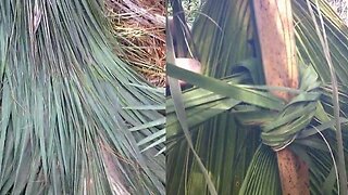 PRIMITIVE SURVIVAL, Palm Frond One Person Quick Shelter