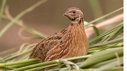 Quail sound|batair ki awaz|batair volume 1