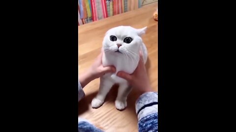 Funny cats videos ever 😹 funny cute cats 😻 Cat fun