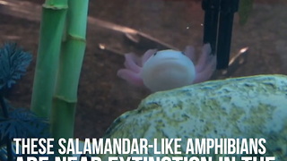Axolotls Are the Cutest Little Monsters