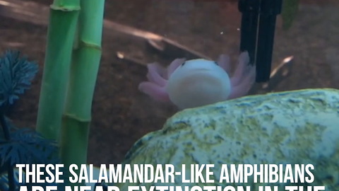 Axolotls Are the Cutest Little Monsters