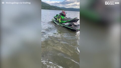 Stylish pug takes jet ski for a spin