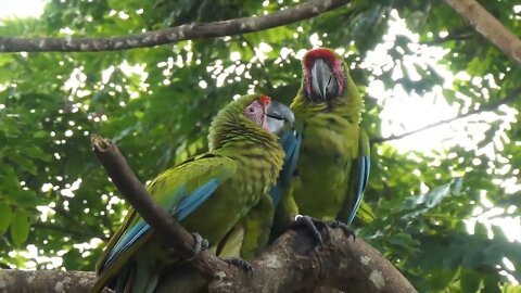 8 Most Beautiful Macaws on Planet Earth