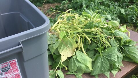 Wax Bean Harvest #158 Heirloom Organic Vegetable Garden Series Aug 26th, 2021
