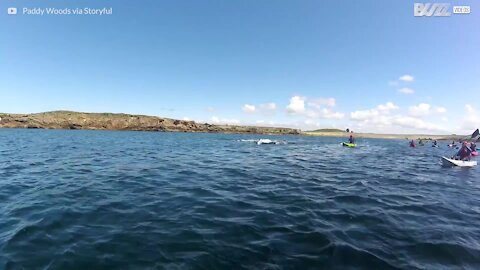 Delfiner svømmer sammen med kajakkerne i Irland