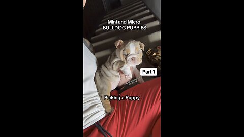 Picking an English Bulldog Puppy