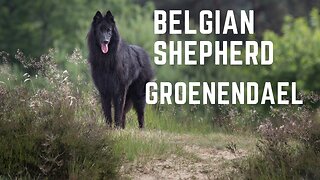 Belgian Shepherd dog, The Belgian Groenendael temperament