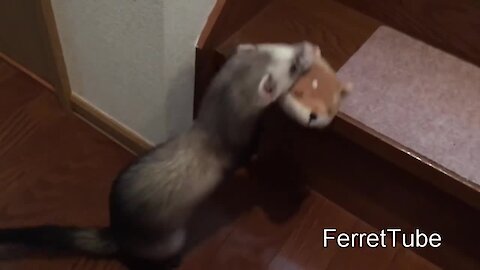 Ferrets bring their toys upstairs to hoard in hideout stash