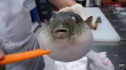 Pufferfish eats carrot