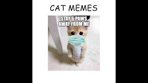 Funny Cat memes of The Week