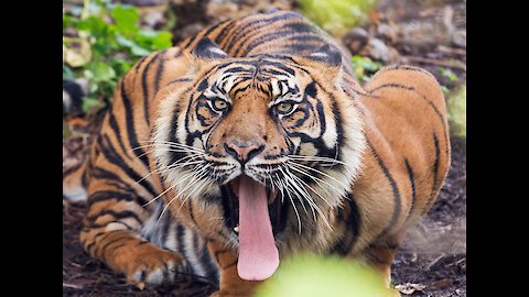 Tiger in the center of Moscow on a leash