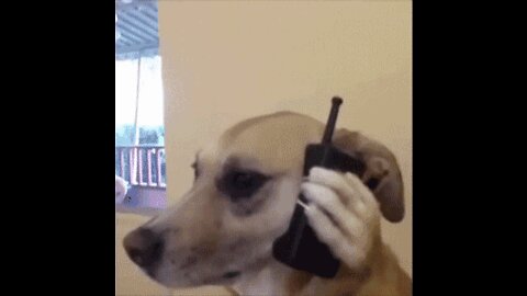 the dog that doesn't get off the phone