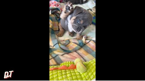 Tiny English Bulldog Winnie wants to show that he's the man of the house