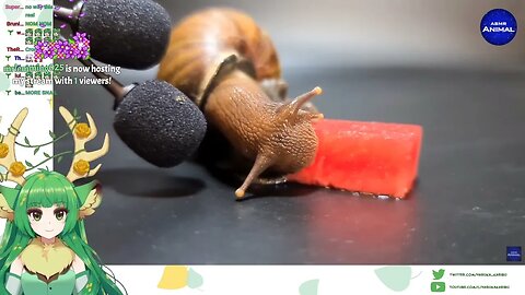 Haruka Karibu reacts to a snail eating watermelon