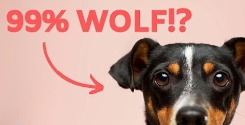 10 MOST Interesting DOG FACTS You Didn't Know