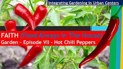 FAITH Garden - Episode VII Hot Chili Pepper