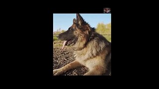 The German Shepard Facts #shorts #amazingfacts #animals #germanshepherd