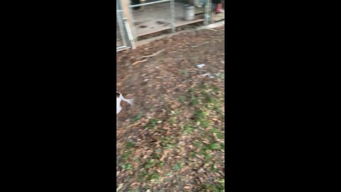 Puppies playing and other dogs