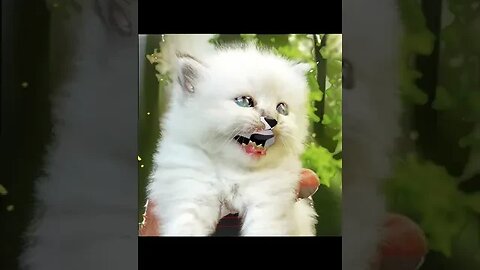 cute cat #ytshorts #youtubeshorts #shorts #tiktok