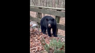 Stubborn Black Bear Doesn't Want to Leave Deck